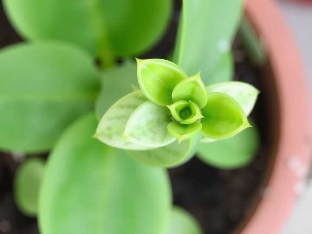 How to Cure Jade Plant Fungal Leaf Spots Fast: 3 Rapid Fixes