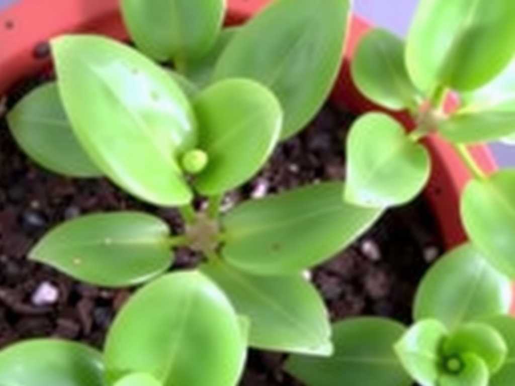 How to Cure Jade Plant Fungal Leaf Spots Fast: 3 Rapid Fixes(1)