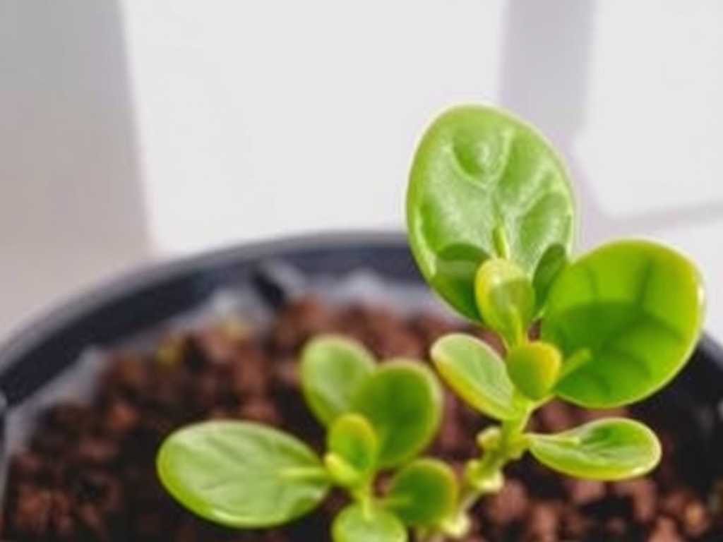 How to Fix Jade Plant Leaf Yellowing from Salt: 5 Salt-Removal Fixes
