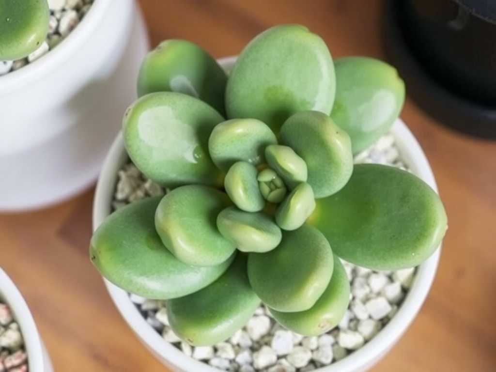 How to Treat Jade Plant Chloride Toxicity: 4 Salt-Buildup Fixes How to Treat Jade Plant Chloride Toxicity: 4 Salt-Buildup Fixes