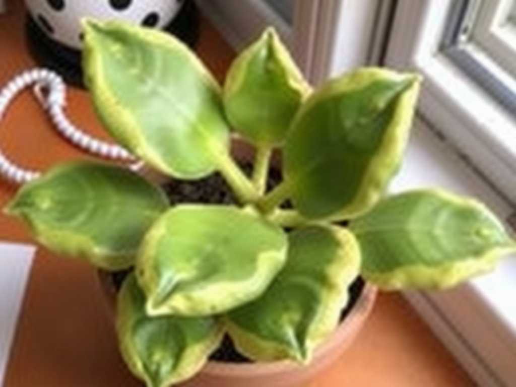 How to Fix Jade Plant Leaf Yellowing from Fungus: 5 Antifungal Fixes(1)