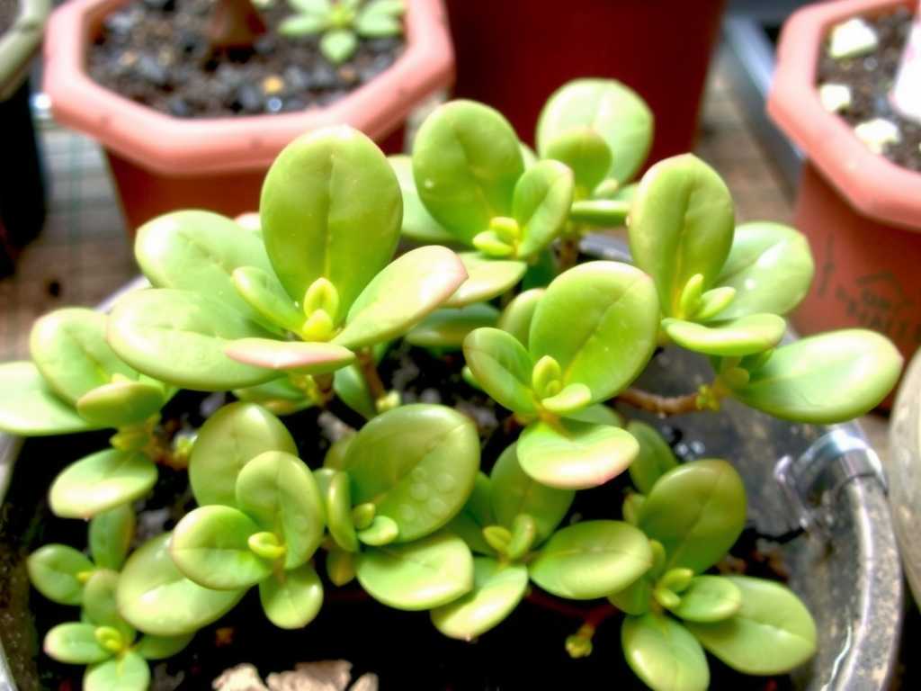 How to Fix Jade Plant Slow Growth in Fall: 6 Preparation Hacks