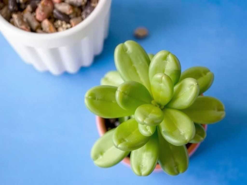 How to Cure Jade Plant Powdery Mildew Fast: 3 Rapid Fixes(1)
