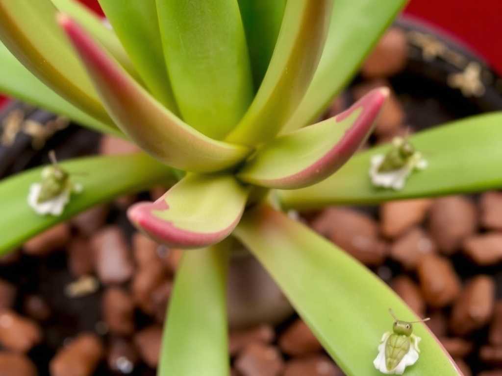 How to Eliminate Jade Plant Aphids Fast: 3 Quick-Remedy Hacks(1) How to Eliminate Jade Plant Aphids Fast: 3 Quick-Remedy Hacks(1)