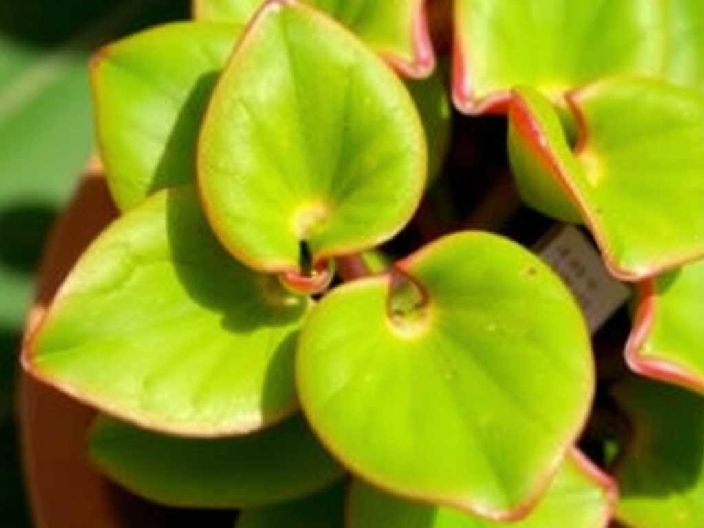 How to Stop Jade Plant Leaf Curling from Sunburn: 5 Recovery Fixes