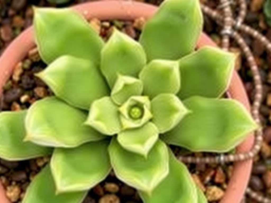 How to Treat Jade Plant Boron Deficiency: 4 Flower-Boosting Fixes