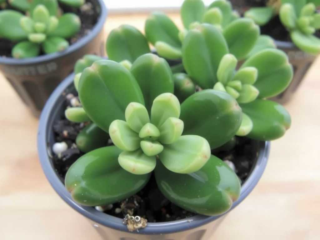 How to Revive Jade Plant from Overfertilization: 6 Flushing Steps