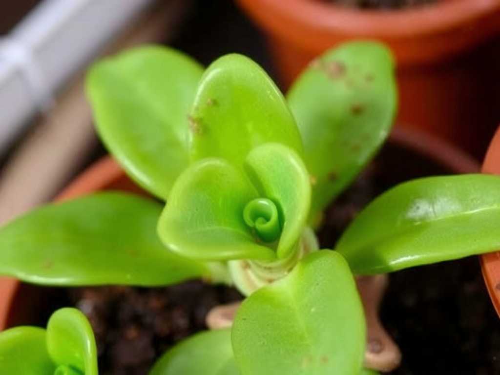 How to Cure Jade Plant Rust Infection: 3 Fungal Fixes