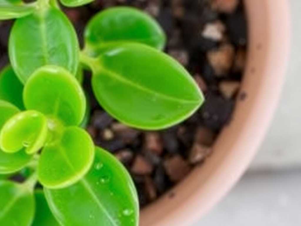 How to Stop Jade Plant Leaf Drop from Humidity: 5 Moisture Fixes(1) How to Stop Jade Plant Leaf Drop from Humidity: 5 Moisture Fixes(1)