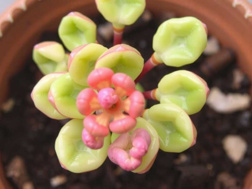 How to Fix Jade Plant Leaf Browning from Cold: 5 Winter Protection Fixes