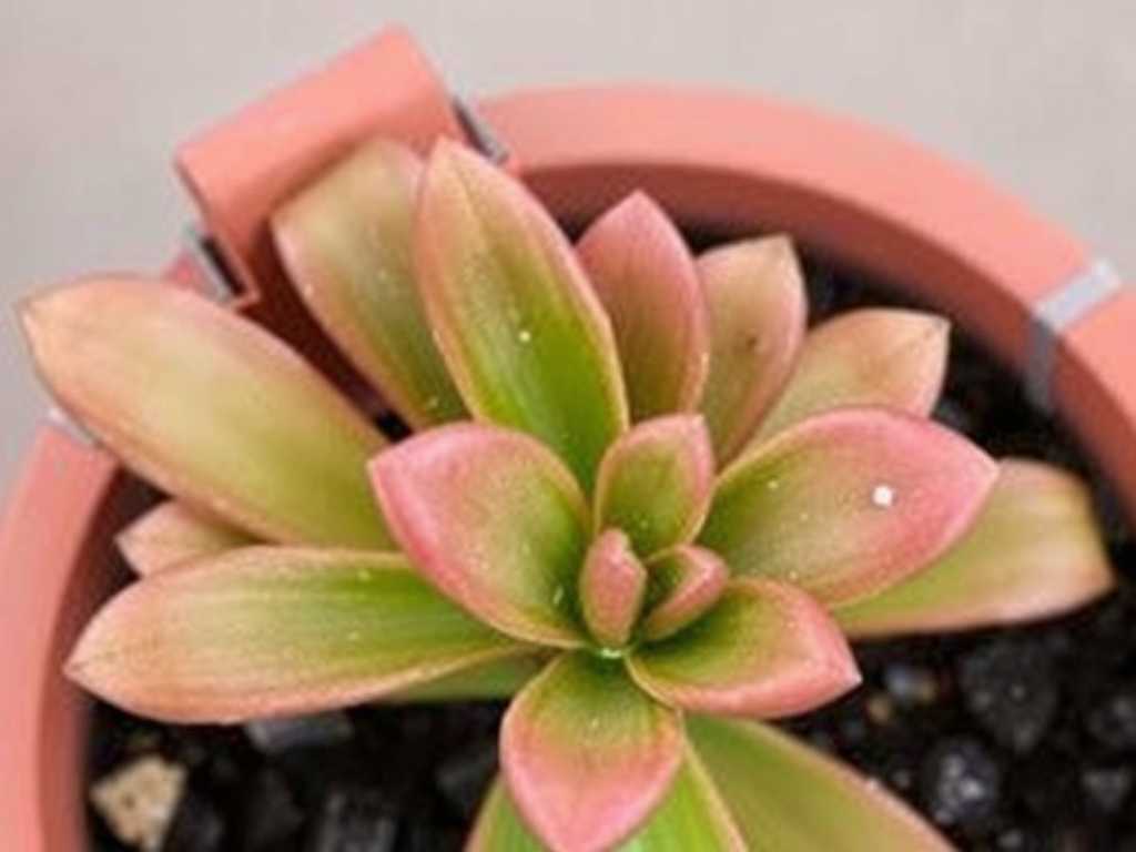 How to Fix Jade Plant Leaf Browning from Cold: 5 Winter Protection Fixes(1)