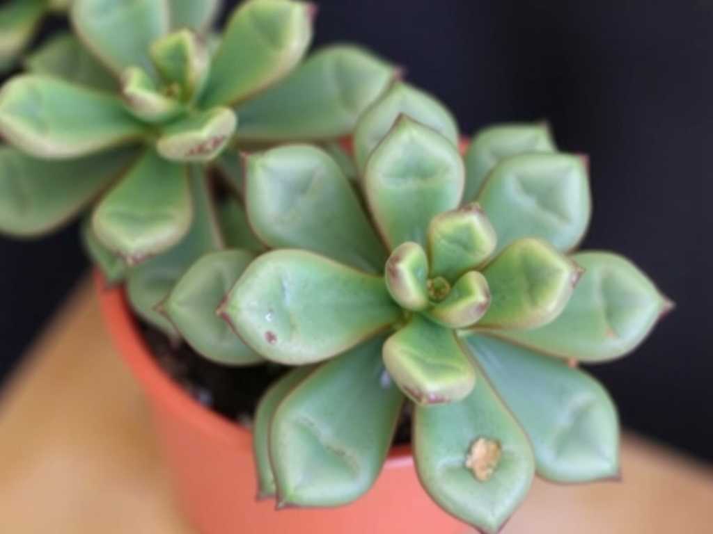 How to Cure Jade Plant Fungal Blight: 3 Infection-Control Fixes