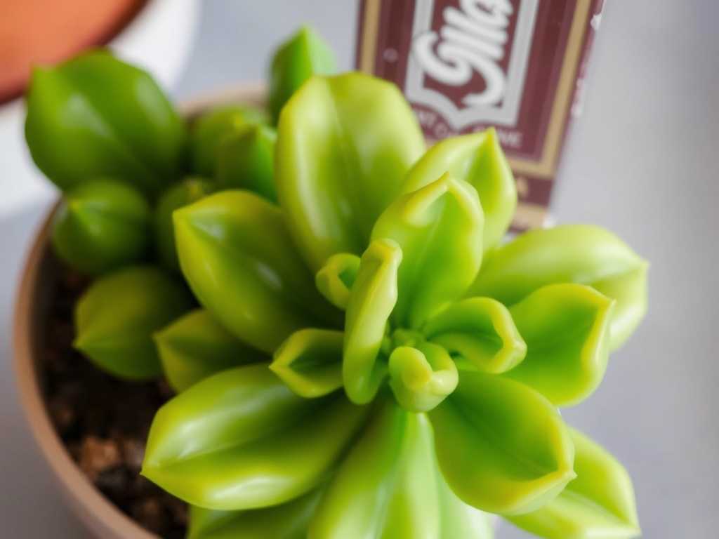 How to Cure Jade Plant Fungal Blight: 3 Infection-Control Fixes(1)