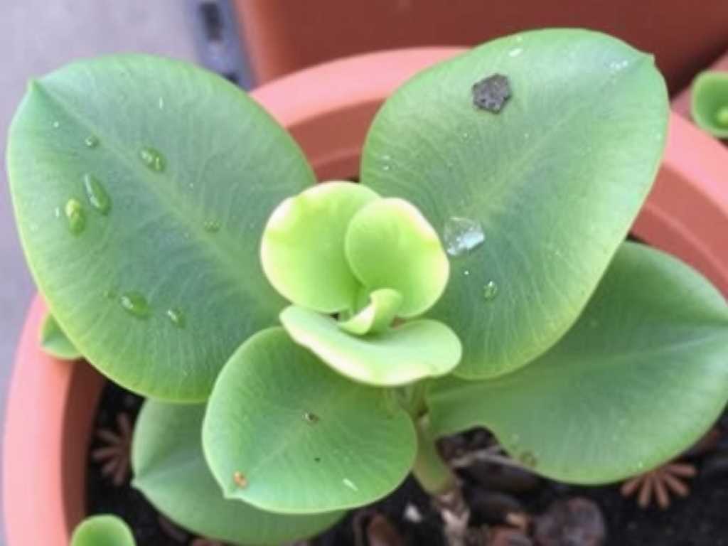 How to Stop Jade Plant Leaf Curling from Underwatering: 5 Fixes(1) How to Stop Jade Plant Leaf Curling from Underwatering: 5 Fixes(1)