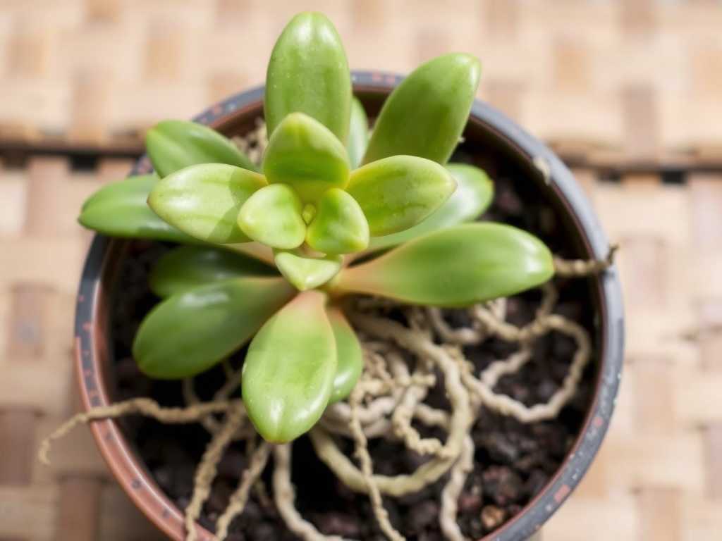 How to Cure Jade Plant Root Rot Naturally: 3 Organic Fixes(1) How to Cure Jade Plant Root Rot Naturally: 3 Organic Fixes(1)