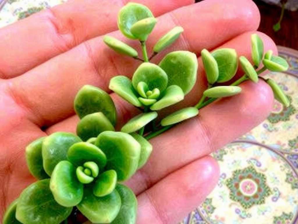 How to Cure Jade Plant Rust Spots: 3 Fungal Fixes(1)