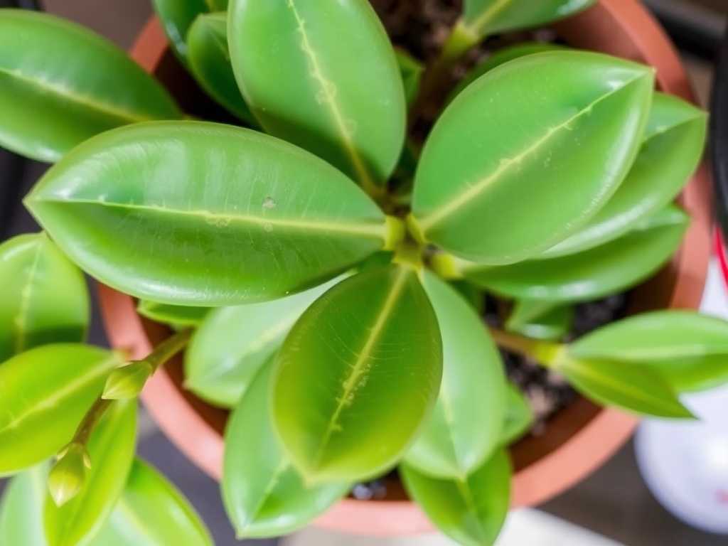How to Fix Jade Plant Stiff & Dry Leaves: 4 Flexibility-Restoring Solutions How to Fix Jade Plant Stiff & Dry Leaves: 4 Flexibility-Restoring Solutions