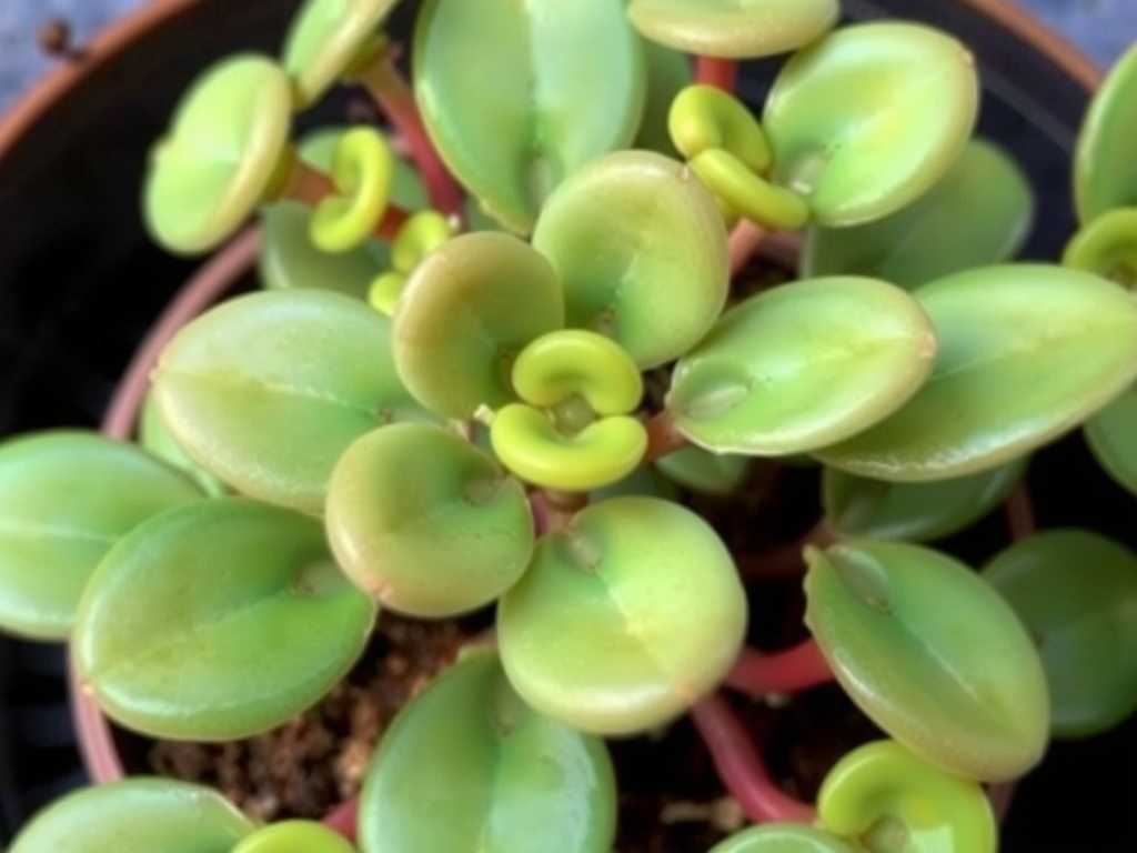 How to Treat Jade Plant Magnesium Deficiency: 4 Leaf-Color Fixes