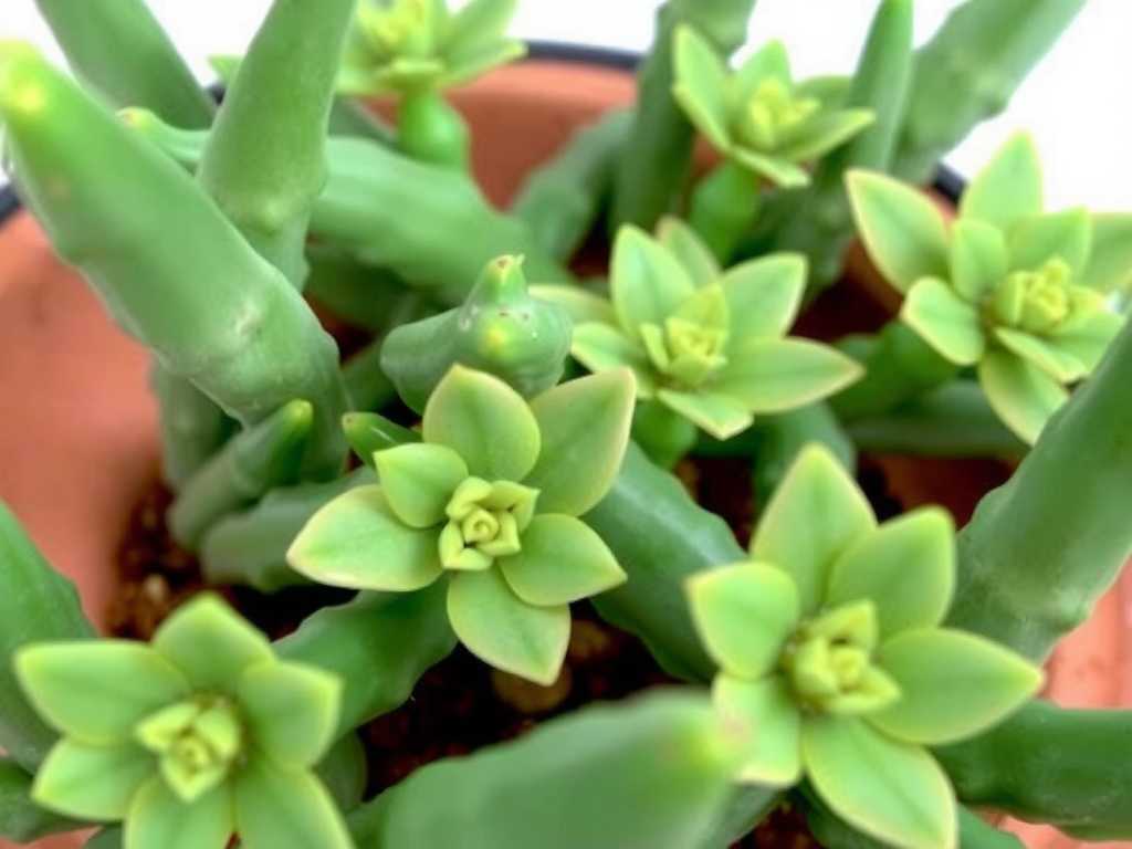 How to Treat Jade Plant Magnesium Deficiency: 4 Leaf-Color Fixes(1)