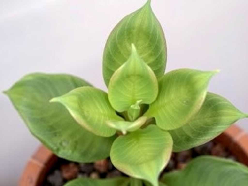 How to Fix Jade Plant Leaf Yellowing from Pests: 5 Insect-Control Fixes