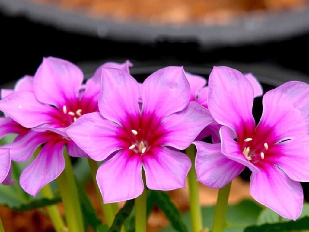How to Treat Jade Plant Phosphorus Deficiency: 4 Flower-Boosting Fixes