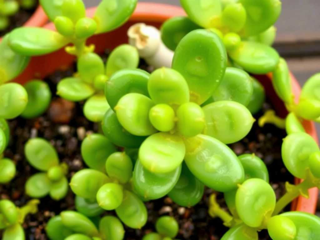 How to Revive Jade Plant from Cold Shock: 4 Recovery Steps(1) How to Revive Jade Plant from Cold Shock: 4 Recovery Steps(1)