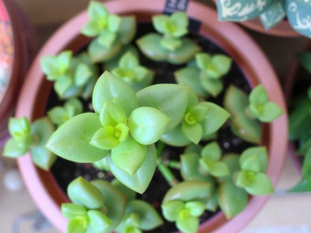 How to Cure Jade Plant Powdery Mildew Naturally: 3 Homemade Fixes(1)