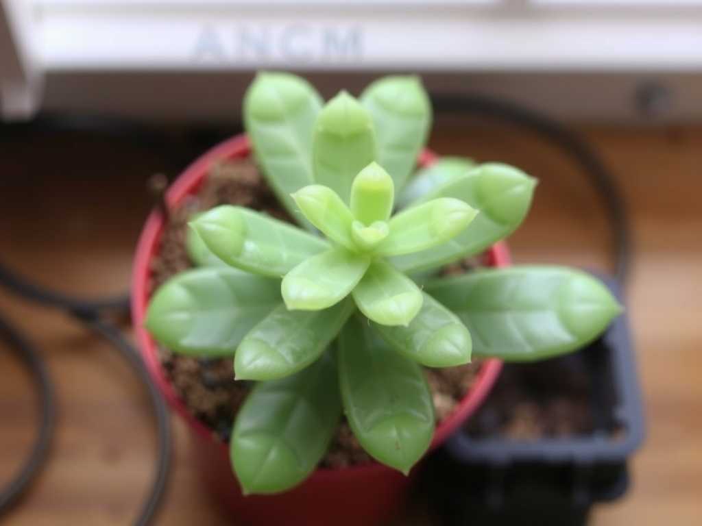 How to Revive Jade Plant from Underwatering: 4 Rehydration Steps How to Revive Jade Plant from Underwatering: 4 Rehydration Steps