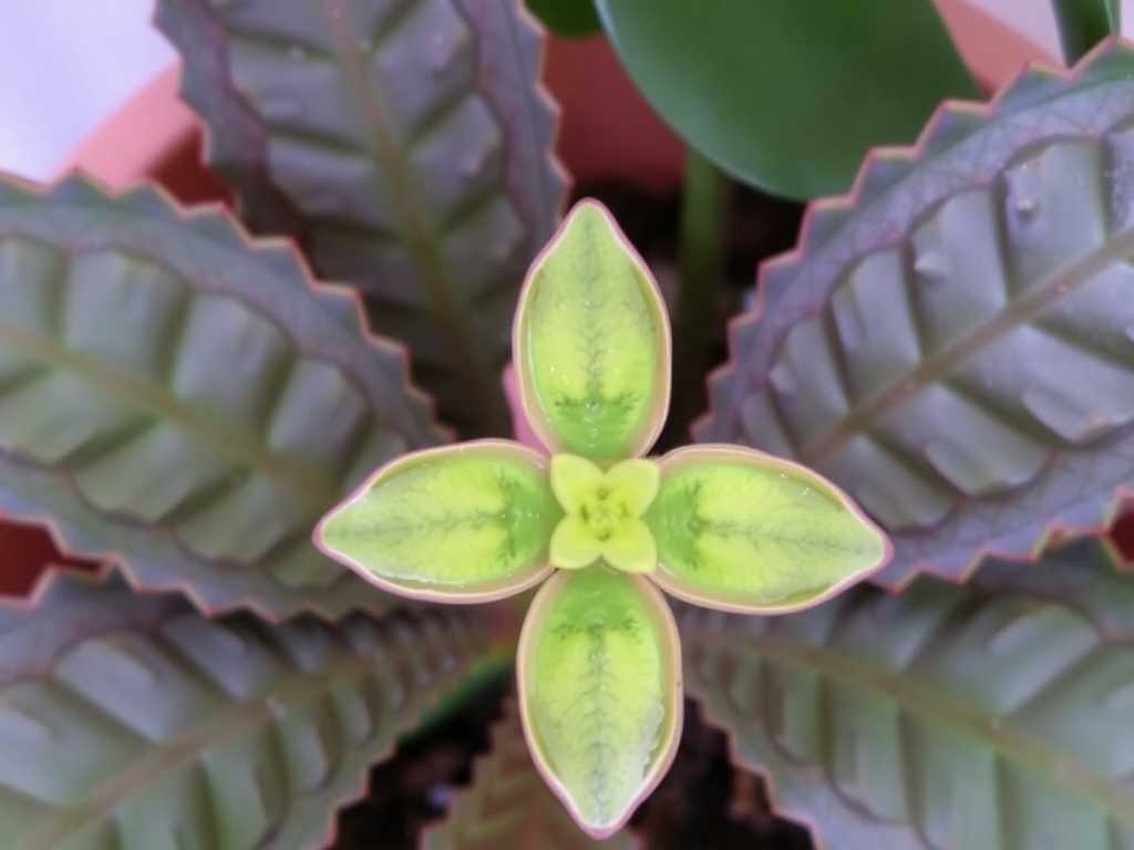How to Cure Jade Plant Fungal Leaf Spots: 3 Prevention + Treatment Fixes(1)