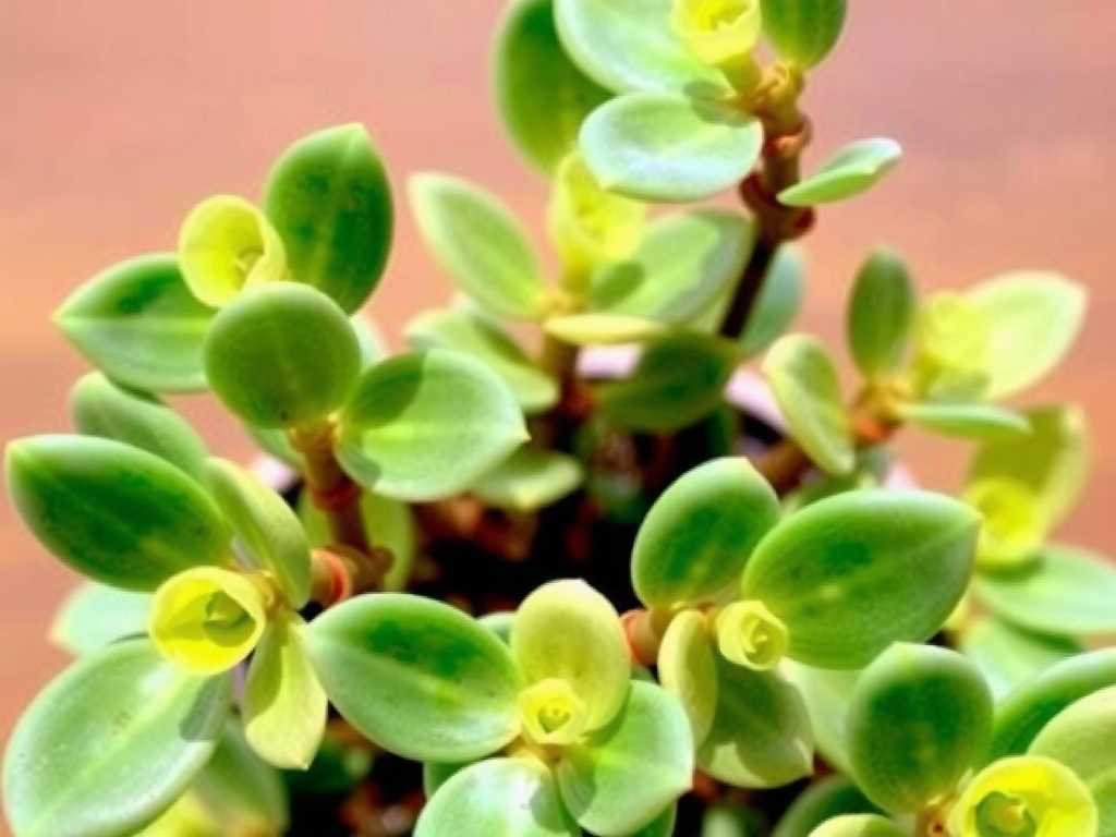 How to Fix Jade Plant Dry & Crispy Leaves: 4 Moisture-Boosting Solutions(1) How to Fix Jade Plant Dry & Crispy Leaves: 4 Moisture-Boosting Solutions(1)