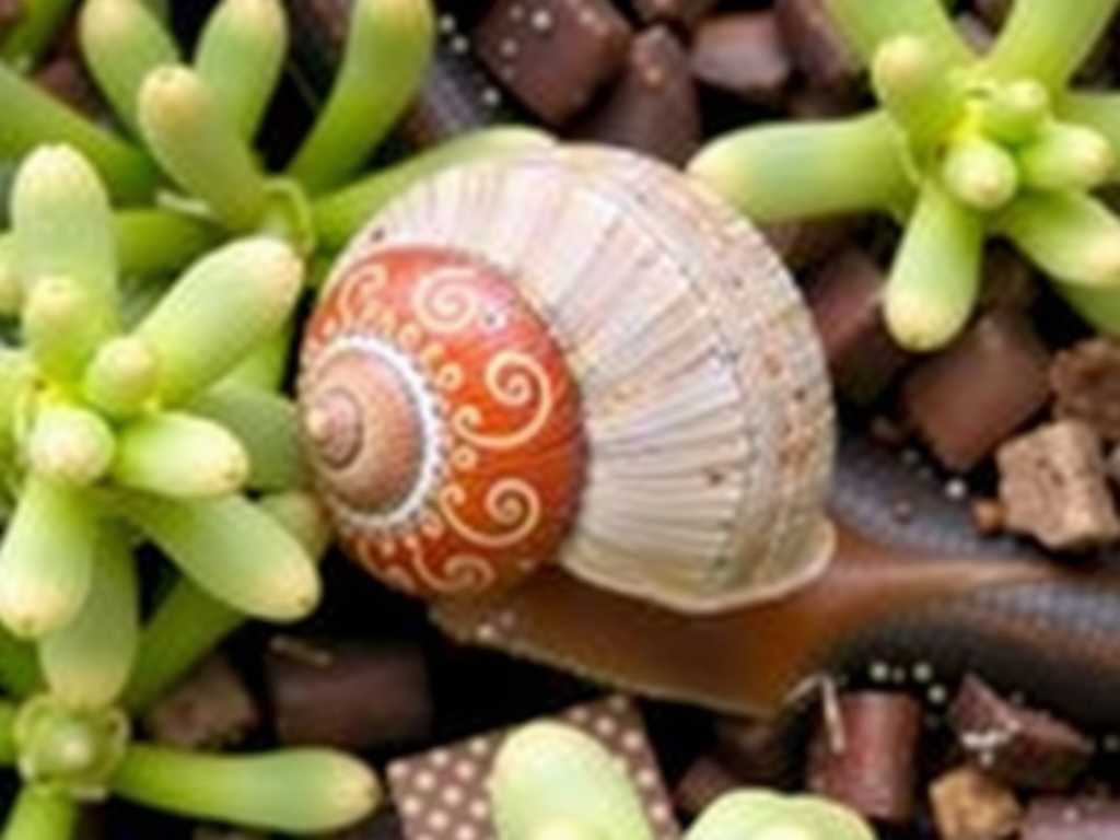 How to Eliminate Jade Plant Snails: 3 Natural Pest-Removal Remedies(1)