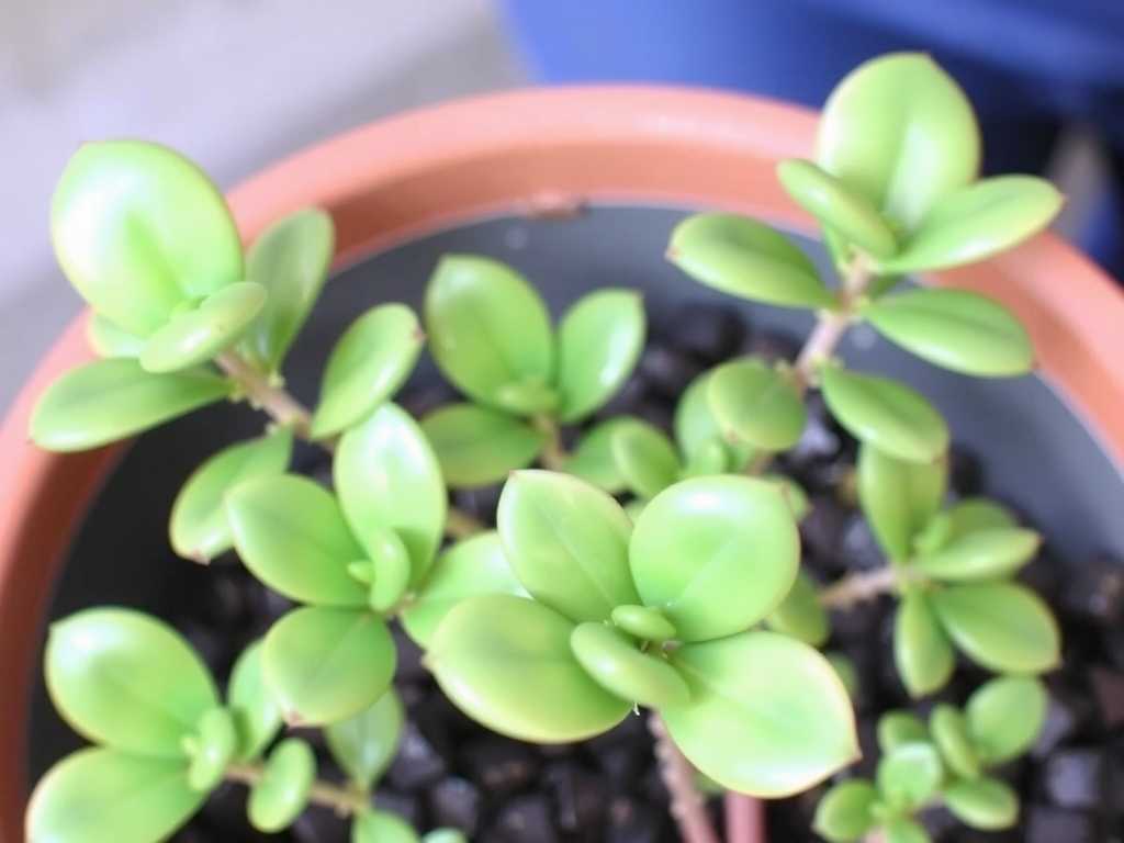How to Fix Jade Plant Sparse Foliage: 5 Leaf-Growth Hacks