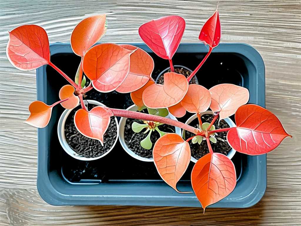 How to Fix Jade Plant Slow Growth in Winter: 6 Cold-Month Hacks