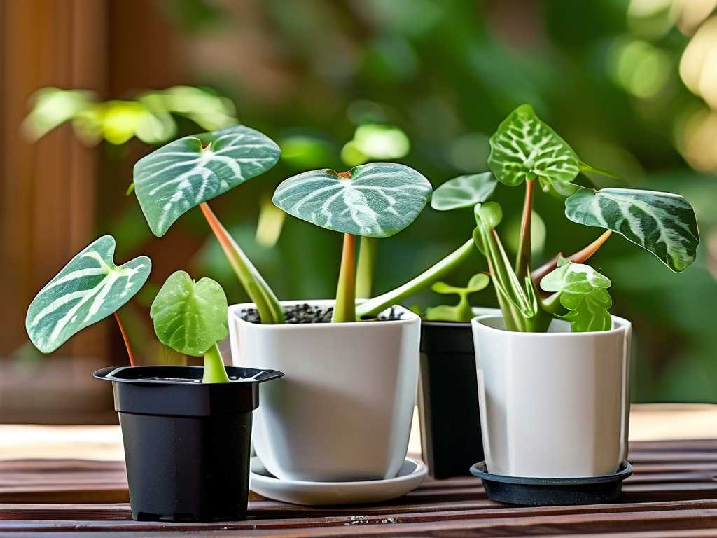 How to Stop Jade Plant Leaf Curling in Winter: 5 Cold-Month Hacks