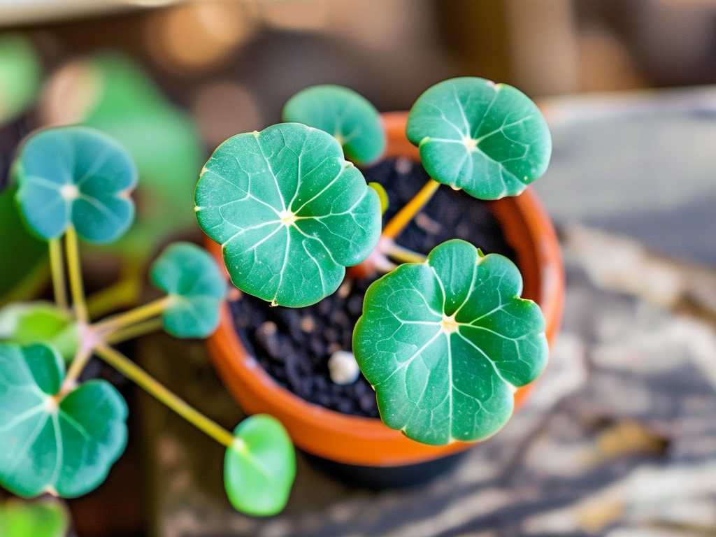 How to Cure Jade Plant Powdery Mildew: 3 Fungal Infection Fixes