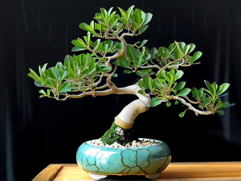 How to Shape Jade Plant Bonsai for Indoor Patios: 3 Decorative Styles