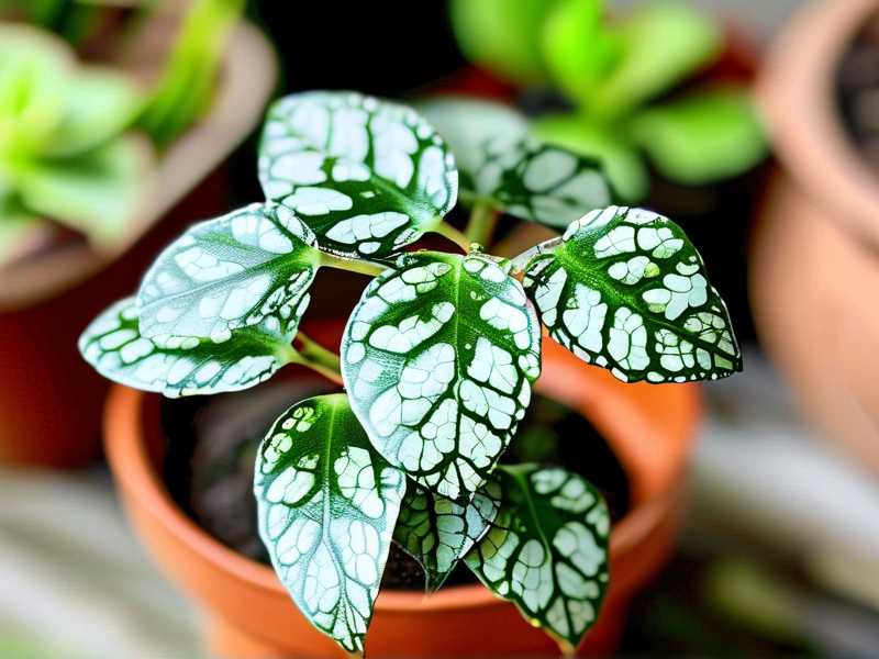 How to Treat Variegated Jade Plant Brown Tips: 4 Leaf-Health Fixes
