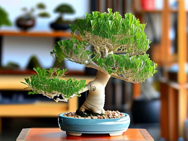 How to Shape Jade Plant Bonsai for Indoor Gardens: 3 Compact Styles