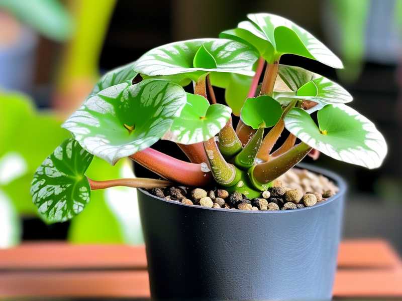 How to Care for Variegated Jade Plant in Spring: 4 Growth-Spurting Tips