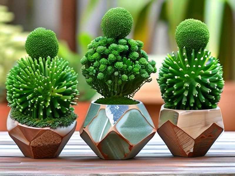 How to Create Jade Plant Topiary for Home Decor: 3 Aesthetic Shapes