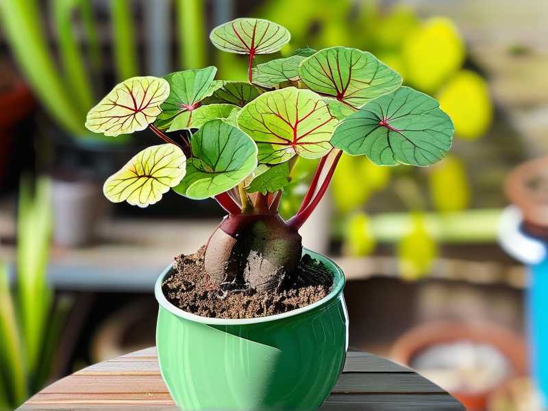 How to Propagate Variegated Jade Plant in Water: 3 Root-Growth Steps