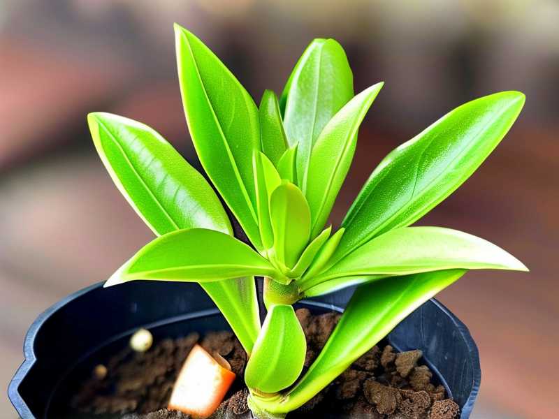 How to Encourage Jade Plant Flowering with Fertilizer: 6 Bloom-Boosting Nutrients