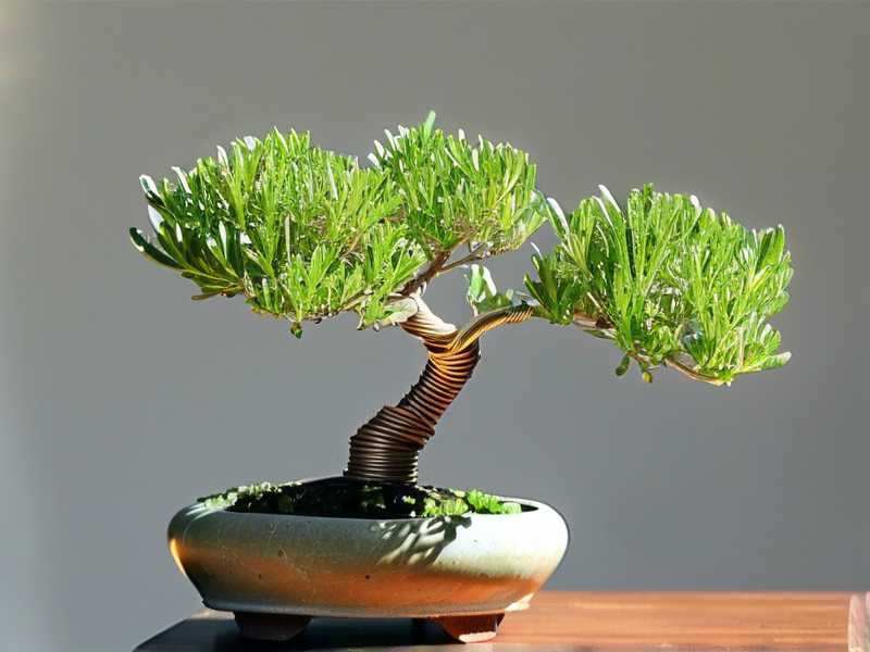How to Shape Jade Plant Bonsai with Wire: 4 Training Steps