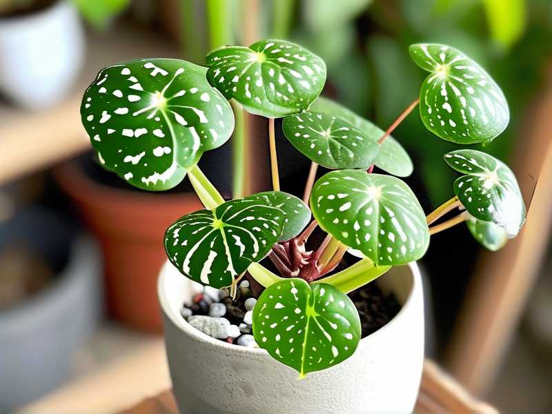 How to Care for Variegated Jade Plant in Low Light: 4 Adaptation Hacks