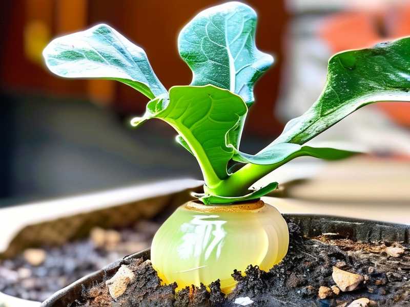 How to Protect Jade Plant Trunk from Rot: 3 Disease-Preventing Tips(1) How to Protect Jade Plant Trunk from Rot: 3 Disease-Preventing Tips(1)