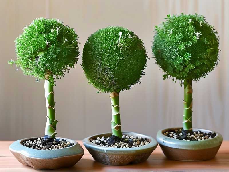 How to Create Jade Plant Topiary from Seedlings: 3 Starter Guides