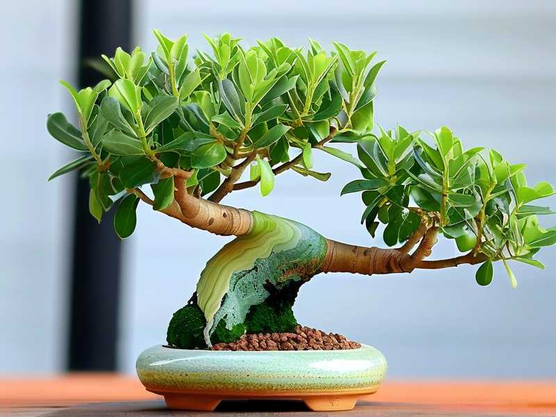 How to Shape Jade Plant Bonsai for Beginners: 5 Easy-to-Master Styles How to Shape Jade Plant Bonsai for Beginners: 5 Easy-to-Master Styles