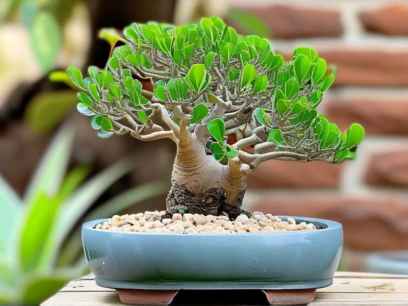 How to Prune Jade Plant Bonsai for Shape: 5 Precision Cutting Steps(1)