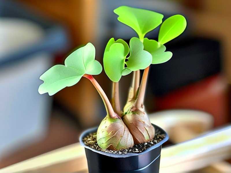 How to Propagate Jade Plant in Paper Towels: 4 Germination Steps