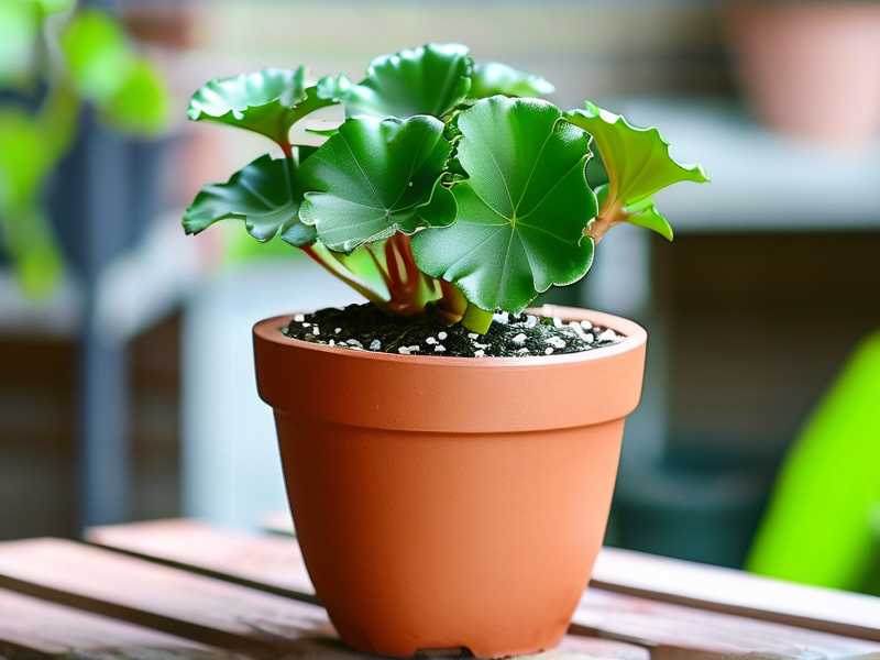 How to Repot Jade Plant in Terra Cotta Pots: 2 Drainage-Boosting Tips